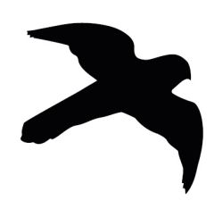 Bird of Prey Window Sticker